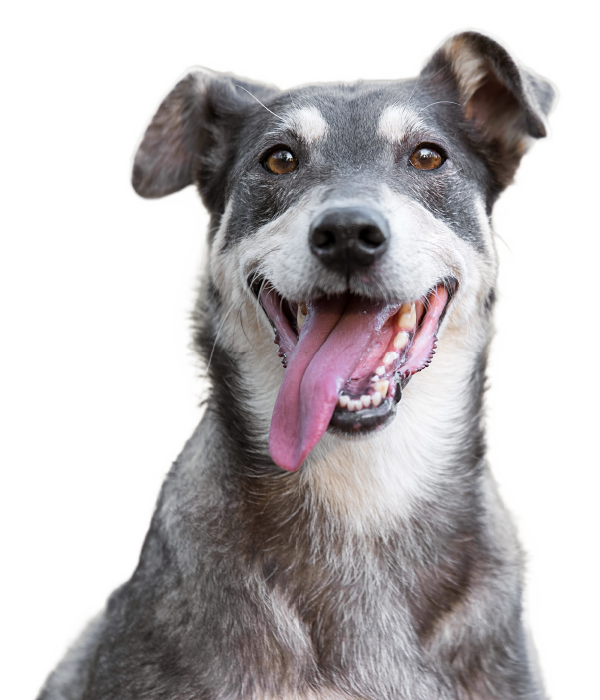 centredog centredog