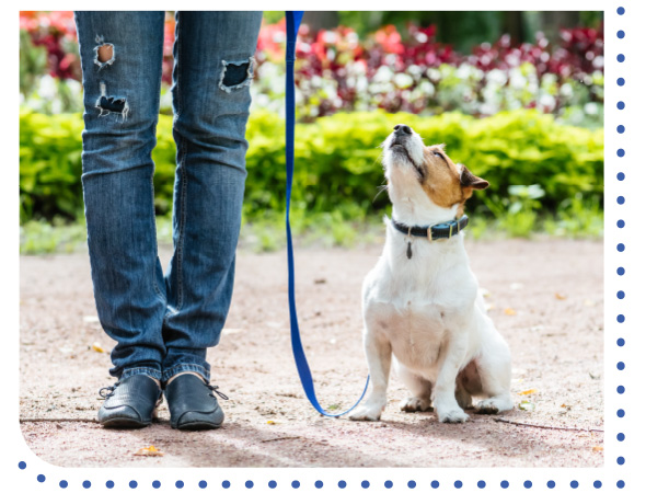 board and train a dog on a leash during training