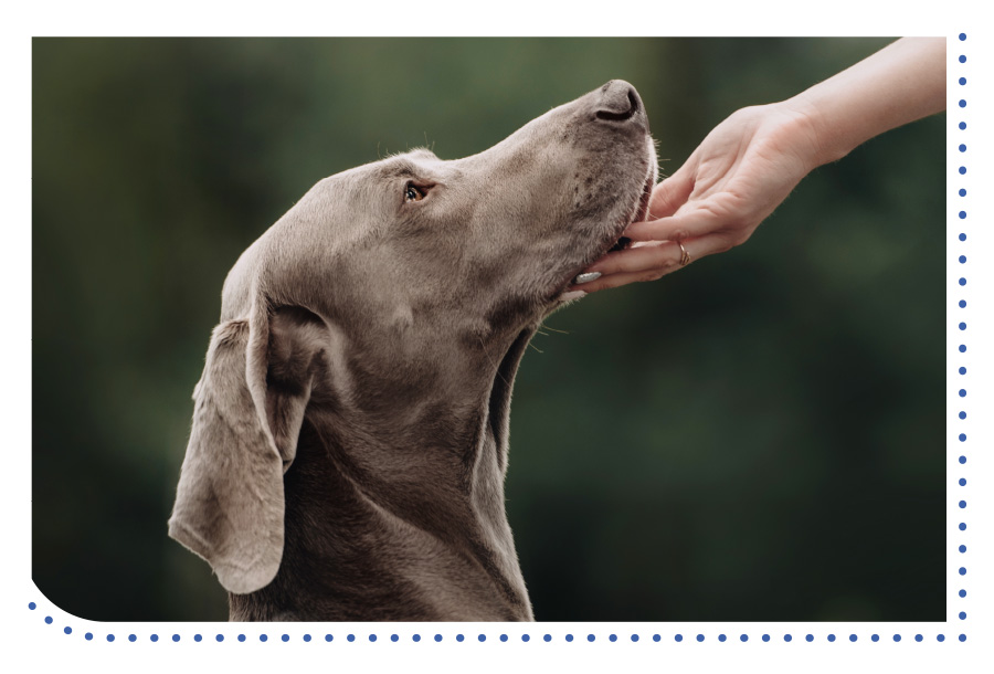 dog being patted under the chin