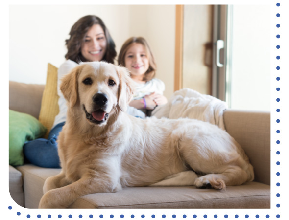 an obedient dog at home on a sofa