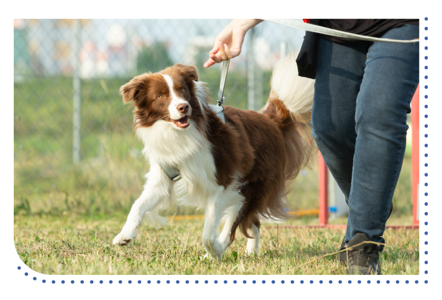 dog on a leash during training