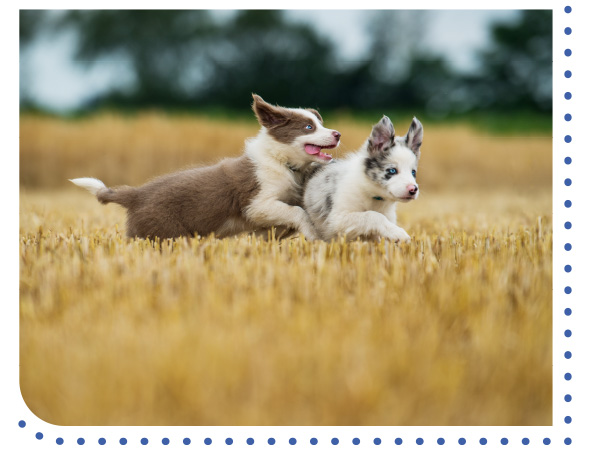 two dogs running in a paddock during dog training