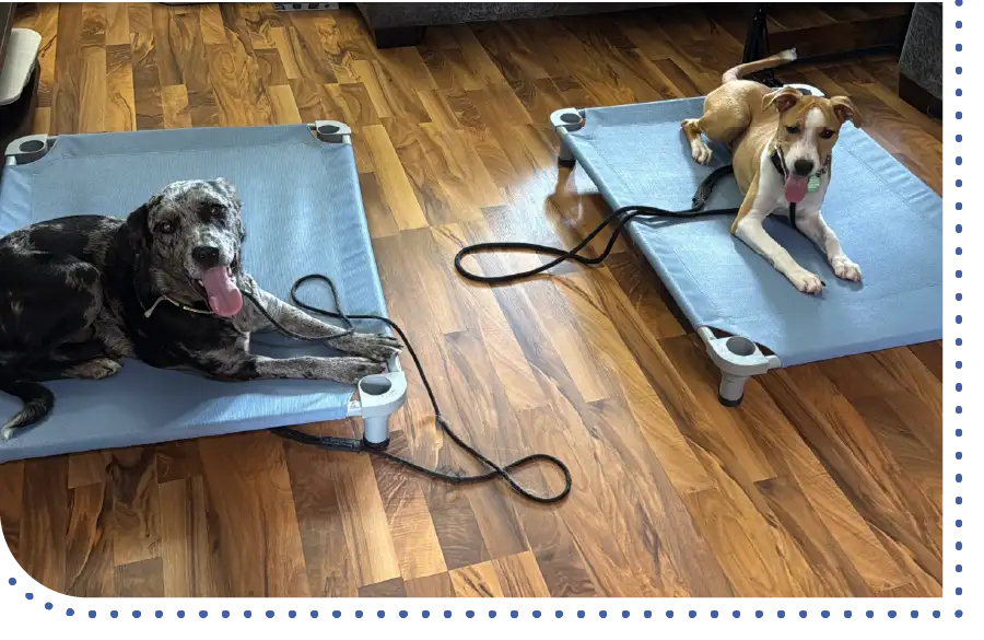 private dog training