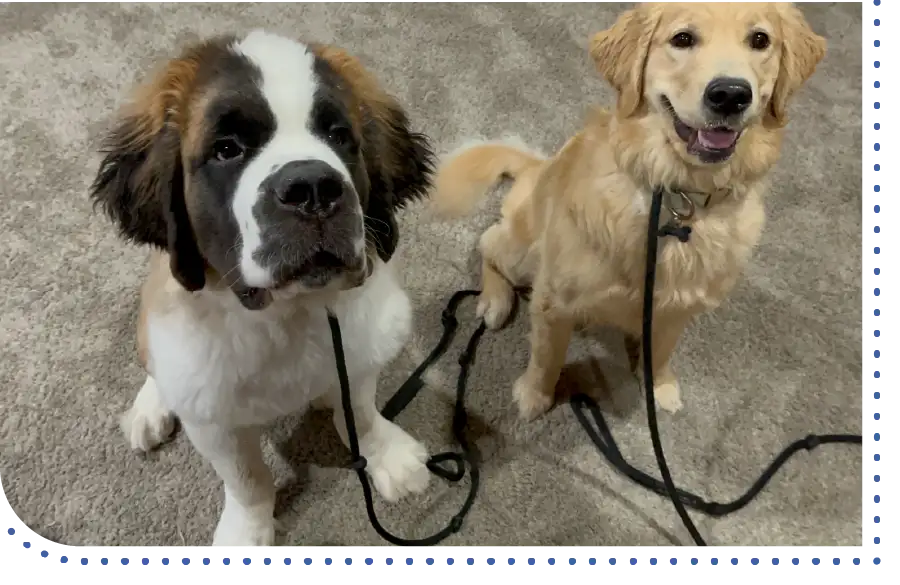 real life dog training